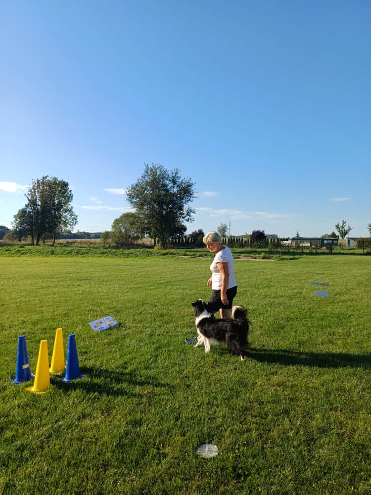 Rally obedience